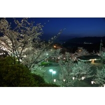 千光寺公園の夜桜