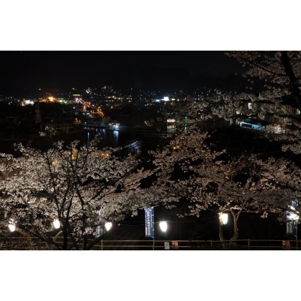 千光寺公園の夜桜