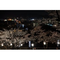 千光寺公園の夜桜