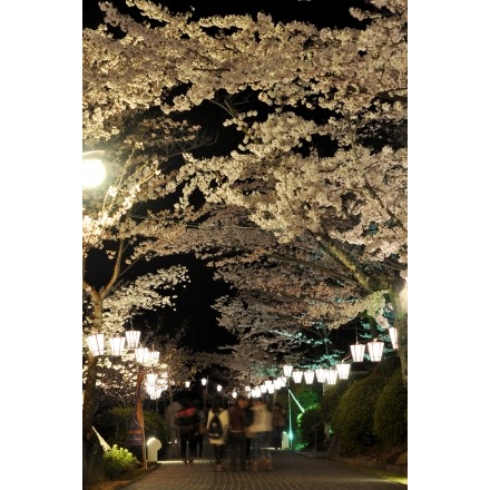 千光寺公園の夜桜