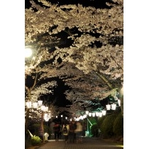 千光寺公園の夜桜