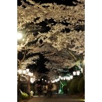 千光寺公園の夜桜