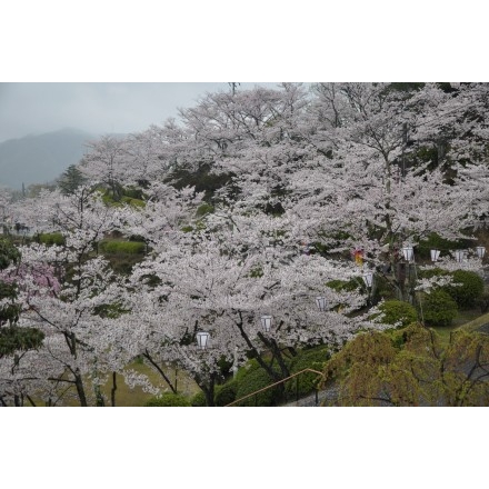 霧雨煙る千光寺公園の桜