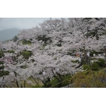 霧雨煙る千光寺公園の桜