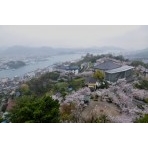 霧雨煙る千光寺公園の桜