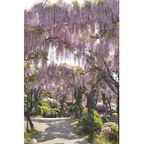 千光寺公園の藤棚