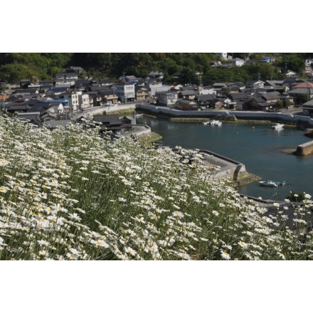 因島重井西港斜面の除虫菊