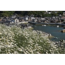 因島重井西港斜面の除虫菊
