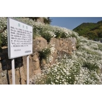 因島重井西港斜面の除虫菊