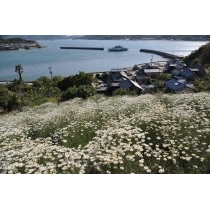 因島重井西港斜面の除虫菊