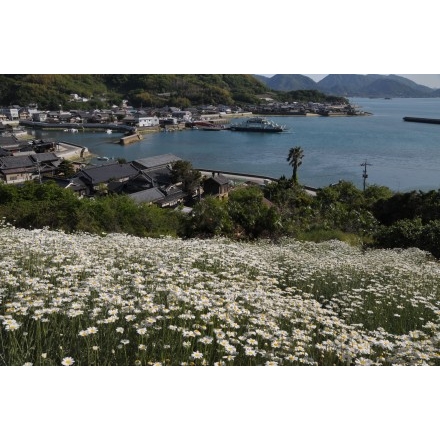 因島重井西港斜面の除虫菊