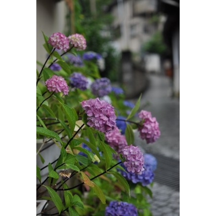 雨の古寺めぐりコース