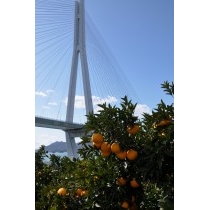 かんきつ畑としまなみ海道多々羅大橋