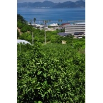 夏のかんきつ畑