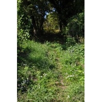 奥山登山道