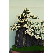 尾道菊花展