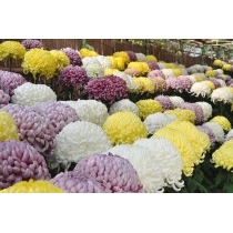 尾道菊花展