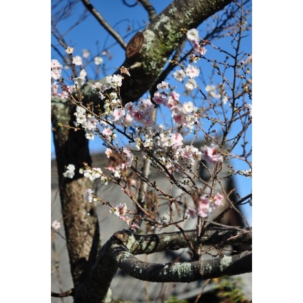 妙宣寺の寒桜