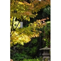耕三寺の紅葉
