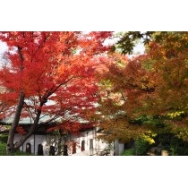 耕三寺の紅葉