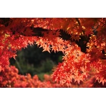 耕三寺の紅葉