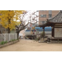 常称寺のイチョウ