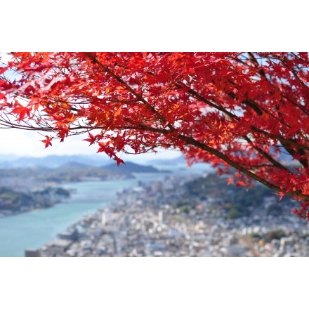 浄土寺山から見た紅葉と尾道市街地