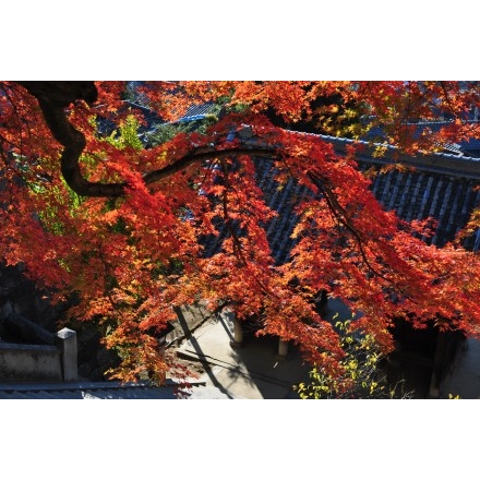 御袖天満宮の紅葉