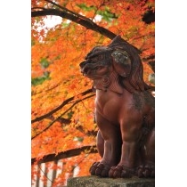 御袖天満宮の紅葉と狛犬