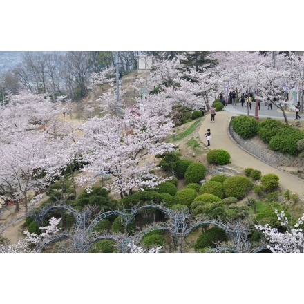 春の千光寺公園