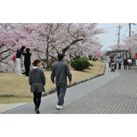 春の千光寺公園