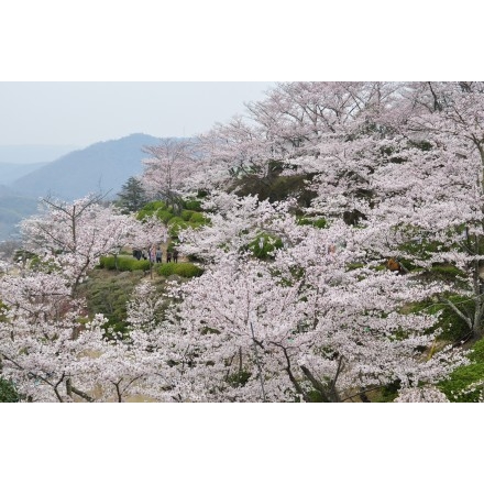 春の千光寺公園