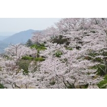 春の千光寺公園