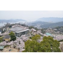 春の千光寺公園
