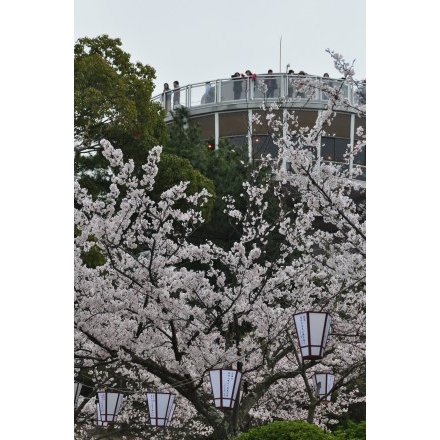 春の千光寺公園