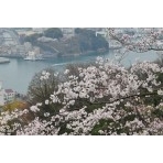 春の千光寺公園から見た風景
