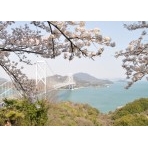 因島大橋と桜