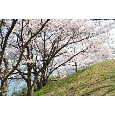 因島大橋展望園地の桜