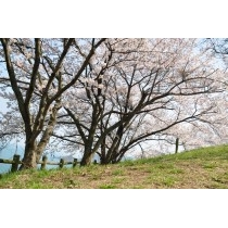 因島大橋展望園地の桜
