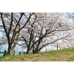 因島大橋展望園地の桜