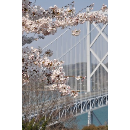 因島大橋展望園地の桜と因島大橋