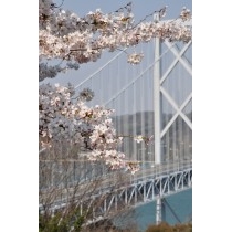 因島大橋展望園地の桜と因島大橋