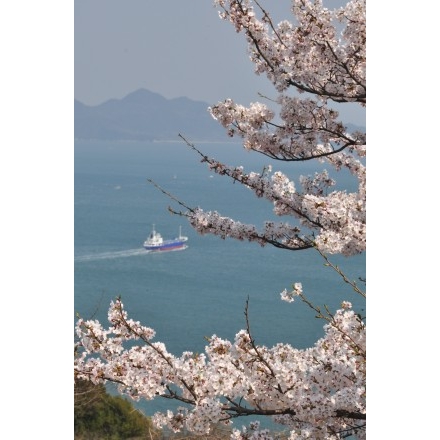 因島大橋展望園地の桜