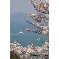 因島大橋展望園地の桜