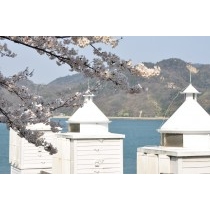 大浜崎の灯台記念館と桜
