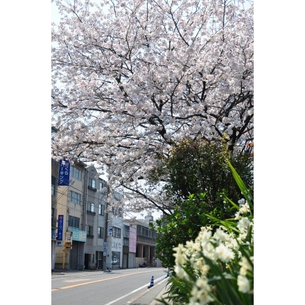 国道脇に咲く桜