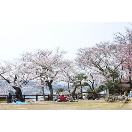 千光寺公園のお花見風景