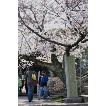 千光寺公園のお花見風景