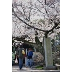 千光寺公園のお花見風景