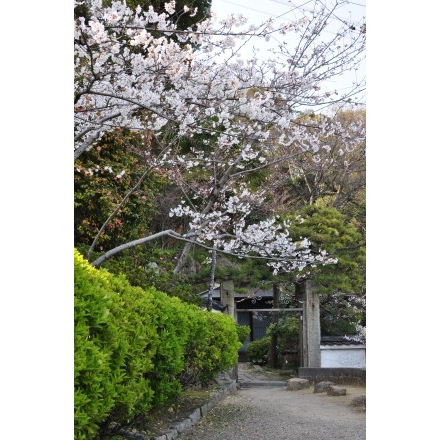 中村憲吉旧居と桜
